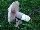Agaricus bitorquis image