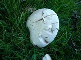 Agaricus bitorquis image