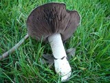 Agaricus bitorquis image