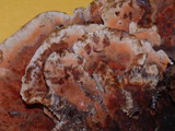 Hydnellum aurantiacum image