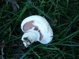 Agaricus bitorquis image