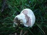 Agaricus bitorquis image
