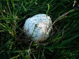 Agaricus bitorquis image
