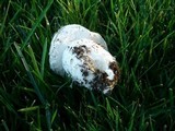 Agaricus bitorquis image