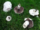 Agaricus bitorquis image