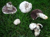 Agaricus bitorquis image