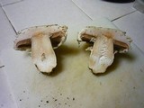 Agaricus bitorquis image