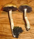 Stropharia coronilla image