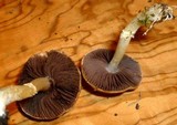 Stropharia coronilla image