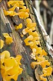 Guepiniopsis buccina image