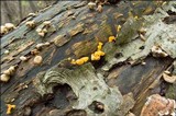 Guepiniopsis buccina image