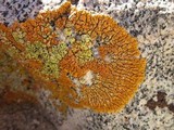 Caloplaca trachyphylla image