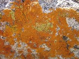 Caloplaca trachyphylla image