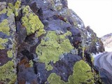 Pleopsidium flavum image