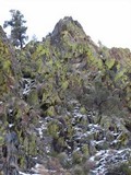 Pleopsidium flavum image