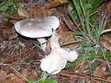 Clitopilus prunulus image