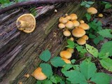 Gymnopilus luteus image