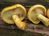 Gymnopilus luteus image