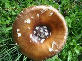 Amanita ameripanthera image