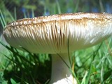 Amanita ameripanthera image