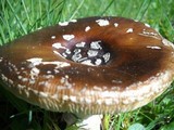 Amanita ameripanthera image