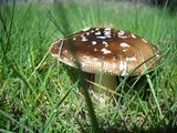 Amanita ameripanthera image
