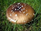 Amanita ameripanthera image