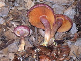 Gymnopilus luteofolius image