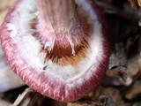 Gymnopilus luteofolius image