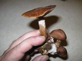 Armillaria gallica image
