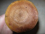 Armillaria gallica image