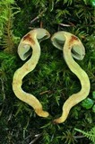 Gymnopilus punctifolius image