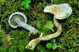Gymnopilus punctifolius image