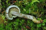 Gymnopilus punctifolius image