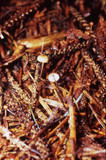 Crinipellis piceae image