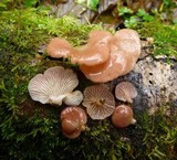 Pleurotopsis longinqua image