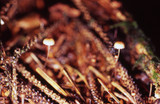 Crinipellis piceae image