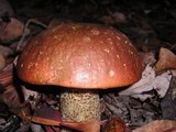 Leccinum manzanitae image