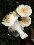 Hygrophorus flavodiscus image