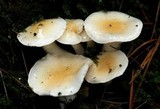 Hygrophorus flavodiscus image