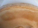 Oxyporus populinus image