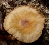 Gymnopus peronatus image