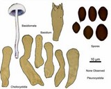 Panaeolus cinctulus image