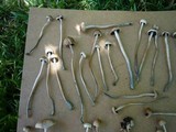 Panaeolus cinctulus image