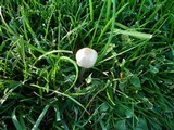 Panaeolus cinctulus image