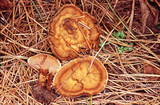 Coltricia perennis image