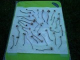 Panaeolus cinctulus image