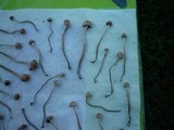 Panaeolus cinctulus image