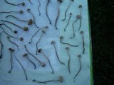 Panaeolus cinctulus image