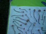 Panaeolus cinctulus image